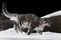 The snow leopard deftly jumps and runs through the snow against a dark background, strong and fast.ÃÂ  rare animal Royalty Free Stock Photo